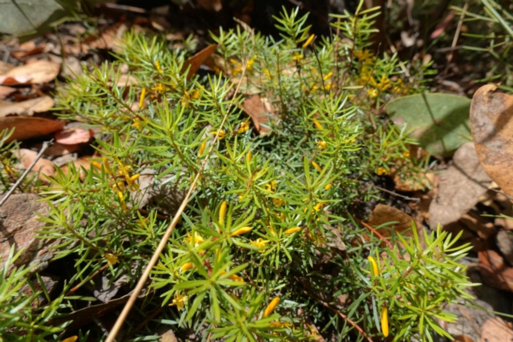 Persoonia chamaepeuce at suppressed - 3 Feb 2023