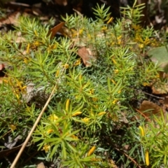Persoonia chamaepeuce (Dwarf Geebung) at Booth, ACT - 3 Feb 2023 by RobG1
