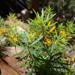 Persoonia chamaepeuce at Booth, ACT - 3 Feb 2023