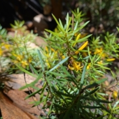 Persoonia chamaepeuce at suppressed - 3 Feb 2023