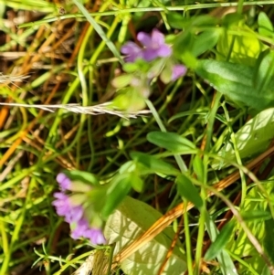 Mentha diemenica at Isaacs, ACT - 9 Feb 2023 05:10 PM