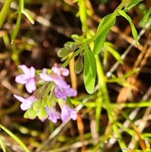 Mentha diemenica at Isaacs, ACT - 9 Feb 2023 05:10 PM