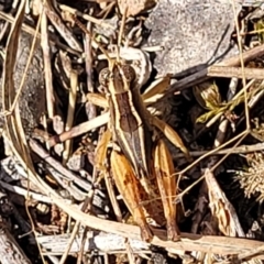 Phaulacridium vittatum (Wingless Grasshopper) at Weetangera, ACT - 9 Feb 2023 by trevorpreston