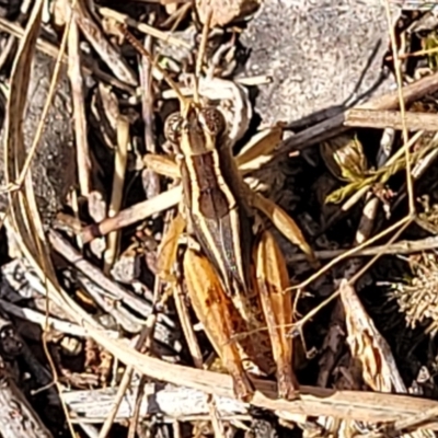 Phaulacridium vittatum (Wingless Grasshopper) at Weetangera, ACT - 9 Feb 2023 by trevorpreston