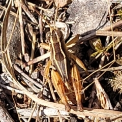 Phaulacridium vittatum (Wingless Grasshopper) at The Pinnacle - 9 Feb 2023 by trevorpreston