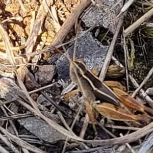 Phaulacridium vittatum at Weetangera, ACT - 9 Feb 2023 04:25 PM