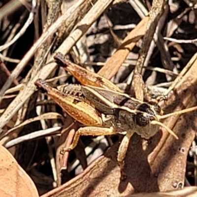 Phaulacridium vittatum (Wingless Grasshopper) at The Pinnacle - 9 Feb 2023 by trevorpreston