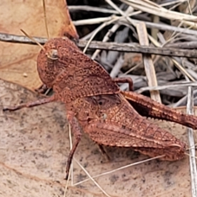 Gastrimargus musicus (Yellow-winged Locust or Grasshopper) at The Pinnacle - 9 Feb 2023 by trevorpreston