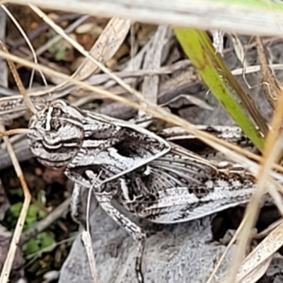 Gastrimargus musicus (Yellow-winged Locust or Grasshopper) at Weetangera, ACT - 9 Feb 2023 by trevorpreston