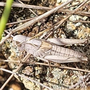 Caledia captiva (grasshopper) at Weetangera, ACT by trevorpreston
