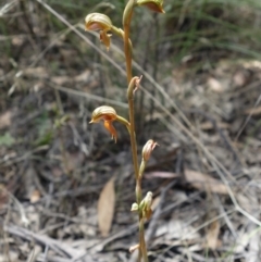 Oligochaetochilus squamatus at Booth, ACT - 3 Feb 2023