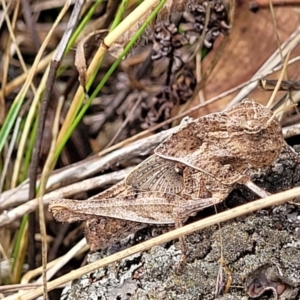 Gastrimargus musicus (Yellow-winged Locust or Grasshopper) at Weetangera, ACT by trevorpreston