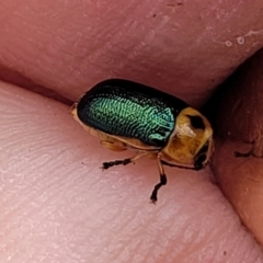 Aporocera (Aporocera) consors (A leaf beetle) at The Pinnacle - 9 Feb 2023 by trevorpreston