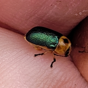 Unidentified Leaf beetle (Chrysomelidae) (TBC) at suppressed by trevorpreston