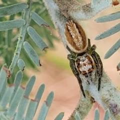 Opisthoncus abnormis (Long-legged Jumper) at Weetangera, ACT - 9 Feb 2023 by trevorpreston