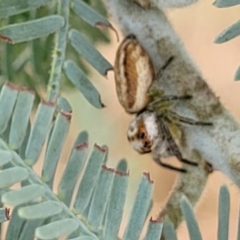 Opisthoncus abnormis at Weetangera, ACT - 9 Feb 2023