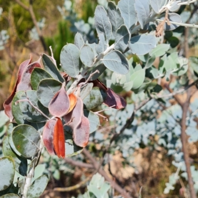 Acacia podalyriifolia (Queensland Silver Wattle) at Isaacs Ridge and Nearby - 9 Feb 2023 by Mike