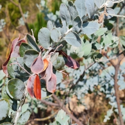Acacia podalyriifolia (Queensland Silver Wattle) at Isaacs Ridge - 9 Feb 2023 by Mike