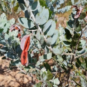 Acacia podalyriifolia at Isaacs, ACT - 9 Feb 2023