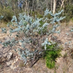 Acacia podalyriifolia at Isaacs, ACT - 9 Feb 2023 05:31 PM