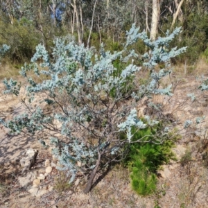 Acacia podalyriifolia at Isaacs, ACT - 9 Feb 2023