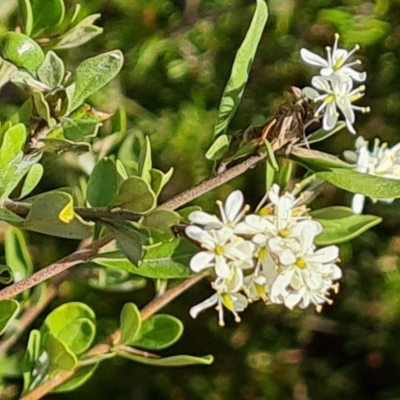 Bursaria spinosa subsp. lasiophylla (Australian Blackthorn) at Isaacs Ridge and Nearby - 9 Feb 2023 by Mike