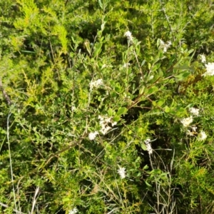 Bursaria spinosa subsp. lasiophylla at Isaacs, ACT - 9 Feb 2023 05:28 PM