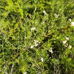 Bursaria spinosa subsp. lasiophylla at Isaacs, ACT - 9 Feb 2023