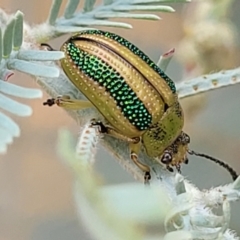 Calomela vittata (Acacia leaf beetle) at Weetangera, ACT - 9 Feb 2023 by trevorpreston