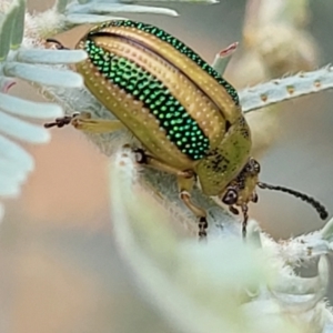 Calomela vittata at Weetangera, ACT - 9 Feb 2023 04:10 PM