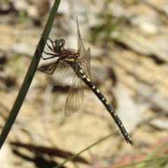 Synthemis eustalacta (Swamp Tigertail) at Bundanoon, NSW - 9 Jan 2023 by GlossyGal