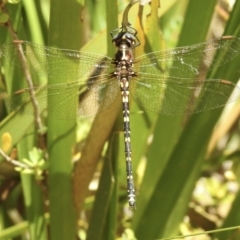 Synthemis eustalacta at Bundanoon, NSW - 9 Jan 2023