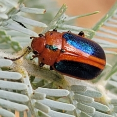 Calomela curtisi (Acacia leaf beetle) at Weetangera, ACT - 9 Feb 2023 by trevorpreston
