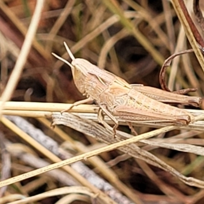 Caledia captiva (grasshopper) at Weetangera, ACT - 9 Feb 2023 by trevorpreston