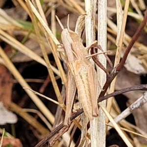 Caledia captiva at Weetangera, ACT - 9 Feb 2023 04:05 PM