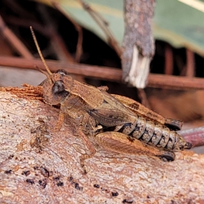 Phaulacridium vittatum (Wingless Grasshopper) at Weetangera, ACT - 9 Feb 2023 by trevorpreston