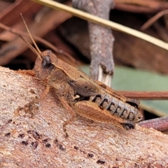 Phaulacridium vittatum at Weetangera, ACT - 9 Feb 2023