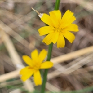 Chondrilla juncea at Weetangera, ACT - 9 Feb 2023 03:55 PM