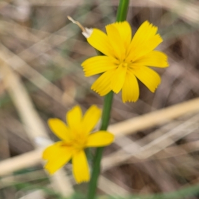 Chondrilla juncea (Skeleton Weed) at The Pinnacle - 9 Feb 2023 by trevorpreston