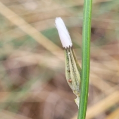 Chondrilla juncea at Weetangera, ACT - 9 Feb 2023 03:55 PM