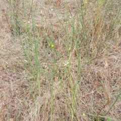 Chondrilla juncea at Weetangera, ACT - 9 Feb 2023 03:55 PM