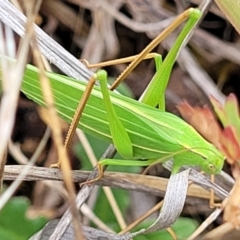 Polichne parvicauda (Short-tailed Polichne) at Weetangera, ACT - 9 Feb 2023 by trevorpreston