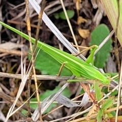 Polichne parvicauda at Weetangera, ACT - 9 Feb 2023