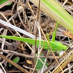 Polichne parvicauda at Weetangera, ACT - 9 Feb 2023 03:52 PM