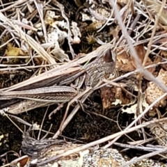 Caledia captiva (grasshopper) at The Pinnacle - 9 Feb 2023 by trevorpreston