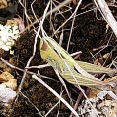 Caledia captiva (grasshopper) at The Pinnacle - 9 Feb 2023 by trevorpreston