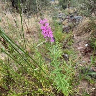 Lythrum salicaria (Purple Loosestrife) at Molonglo River Reserve - 9 Feb 2023 by Steve_Bok