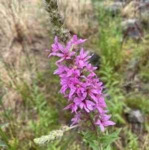 Lythrum salicaria at Coombs, ACT - 9 Feb 2023 01:37 PM