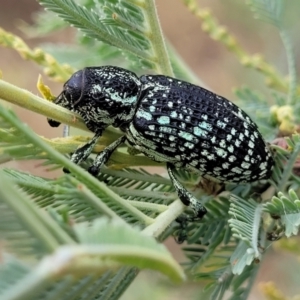 Chrysolopus spectabilis at Weetangera, ACT - 9 Feb 2023