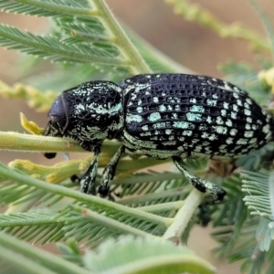 Chrysolopus spectabilis at Weetangera, ACT - 9 Feb 2023